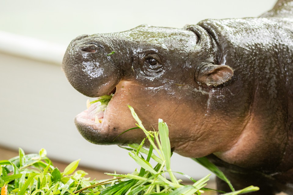 Pygmy hippopotamus eating greens.