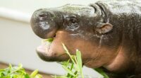Pygmy hippopotamus eating greens.