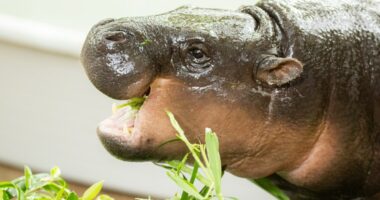 Pygmy hippopotamus eating greens.