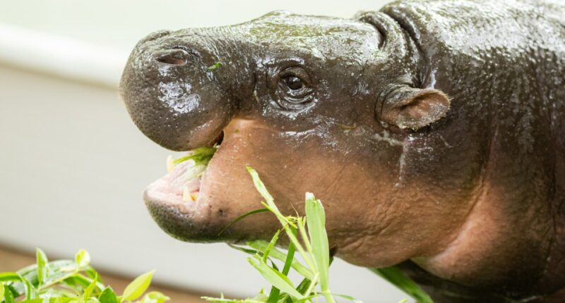 Pygmy hippopotamus eating greens.