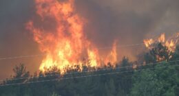 Smoke rising from a forest fire.