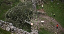A felled tree lies across a stone wall; police officers are present.