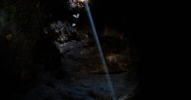 Bats in Tinshemet Cave, Israel.
