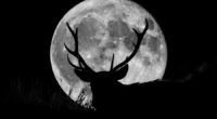 July's 'Buck Moon': When to see the full moon and how it gets its name