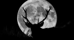 July's 'Buck Moon': When to see the full moon and how it gets its name