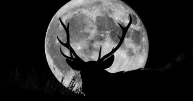 July's 'Buck Moon': When to see the full moon and how it gets its name