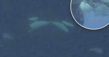 Killer orcas filmed French-kissing for the first time: 'Gentle, face-to-face oral contact'
