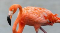 Largest flock of American flamingos in a decade spotted in Florida Everglades
