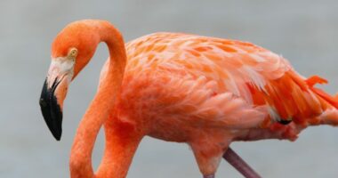 Largest flock of American flamingos in a decade spotted in Florida Everglades