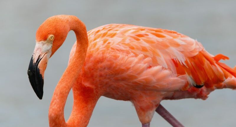 Largest flock of American flamingos in a decade spotted in Florida Everglades