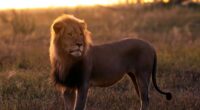 Lion standing in tall grass at sunset.