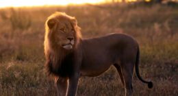 Lion standing in tall grass at sunset.