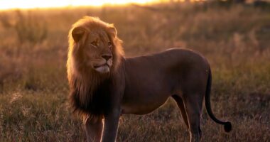 Lion standing in tall grass at sunset.