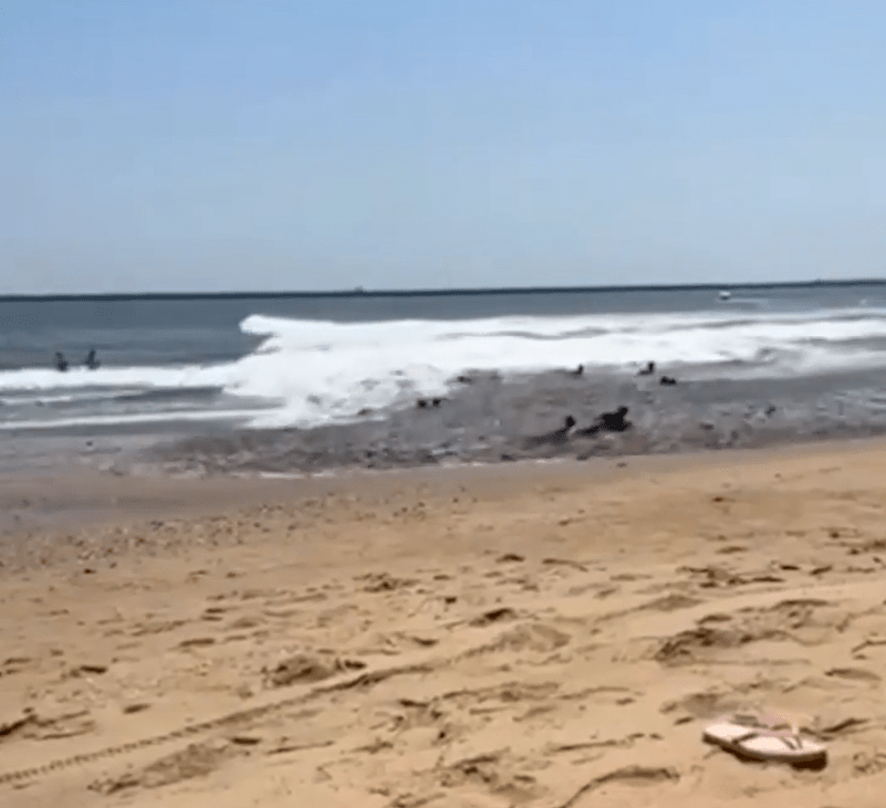 Seals on a beach near the ocean.
