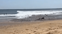 Seals on a beach near the ocean.