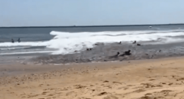 Seals on a beach near the ocean.