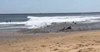 Seals on a beach near the ocean.