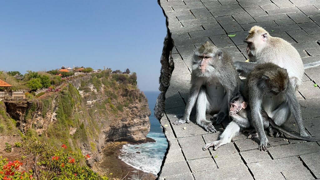 Monkeys 'running a scam' at sacred temple, frustrated tourists say after phone thefts