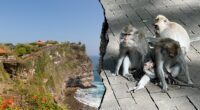 Monkeys 'running a scam' at sacred temple, frustrated tourists say after phone thefts