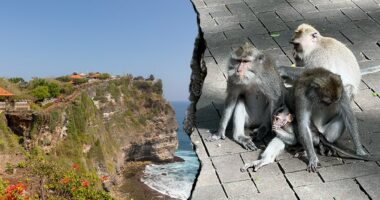 Monkeys 'running a scam' at sacred temple, frustrated tourists say after phone thefts