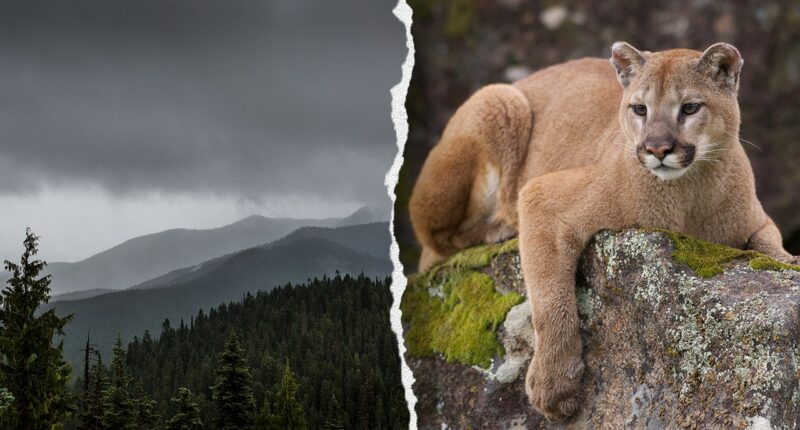 Mountain lion attacks 4-year-old walking with family at Washington's Olympic National Park