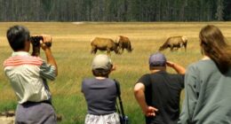 National parks animals are changing their habits in response to humans: Study
