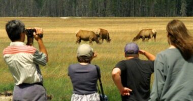 National parks animals are changing their habits in response to humans: Study