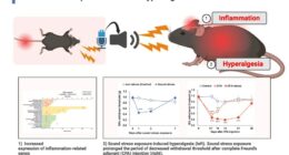New study reveals sound can trigger inflammation