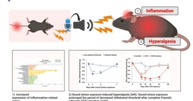 New study reveals sound can trigger inflammation