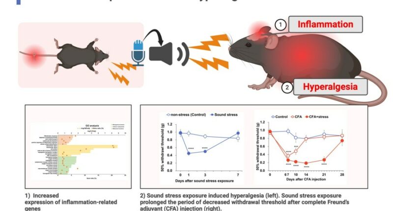 New study reveals sound can trigger inflammation