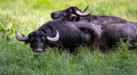 Oklahoma livestock farmer killed by water buffaloes he purchased just one day before fatal attack