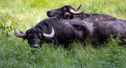 Oklahoma livestock farmer killed by water buffaloes he purchased just one day before fatal attack