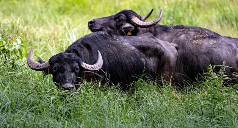 Oklahoma livestock farmer killed by water buffaloes he purchased just one day before fatal attack