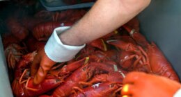 PETA calls Maine lobster festival 'egregiously cruel' in new lawsuit against city