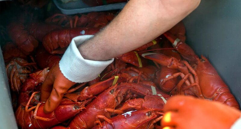 PETA calls Maine lobster festival 'egregiously cruel' in new lawsuit against city