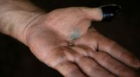 Screwworm closer to US border, threatening Texas cattle industry