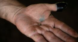 Screwworm closer to US border, threatening Texas cattle industry