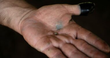 Screwworm closer to US border, threatening Texas cattle industry
