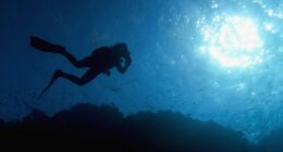 Scuba diving generates up to $20B annually, with conservation benefits: Study