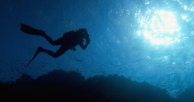 Scuba diving generates up to $20B annually, with conservation benefits: Study