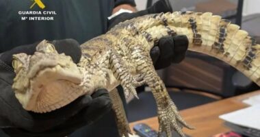 A yacare caiman held by a person wearing black gloves.