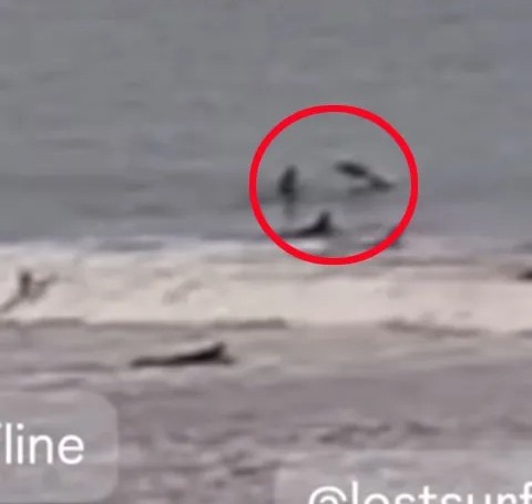 Spinner shark hitting a surfer at New Smyrna Beach, Florida.