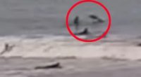 Spinner shark hitting a surfer at New Smyrna Beach, Florida.