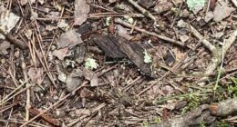 Photo of a large spider camouflaged in leaf litter.