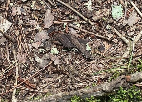 Photo of a large spider camouflaged in leaf litter.