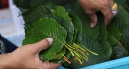 State Rep calls 7-OH in kratom products the 'Wild Wild West' as FDA asks for ban