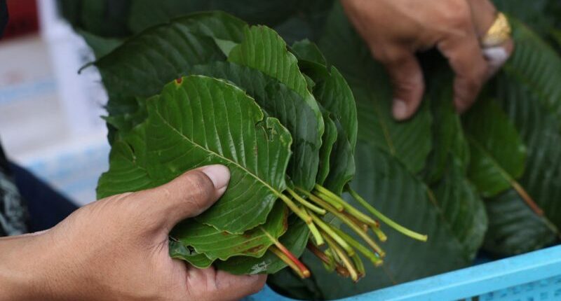 State Rep calls 7-OH in kratom products the 'Wild Wild West' as FDA asks for ban
