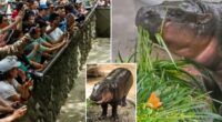 Thailand's viral hippo Moo Deng celebrates first birthday