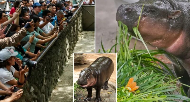 Thailand's viral hippo Moo Deng celebrates first birthday