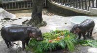Thousands celebrate baby hippo Moo Deng's first birthday at Thailand zoo